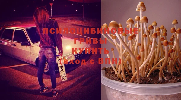 хмурый Аркадак